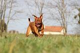 DOGUE DE BORDEAUX 124